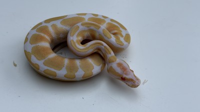 animal image
