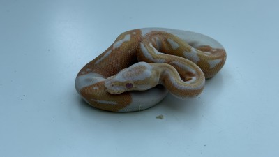 animal image