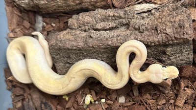 animal image