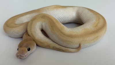 animal image