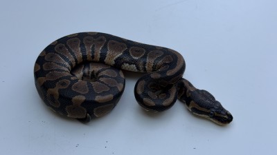 animal image