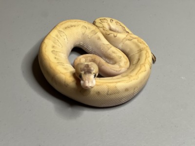animal image