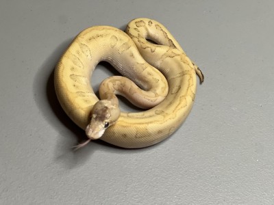 animal image