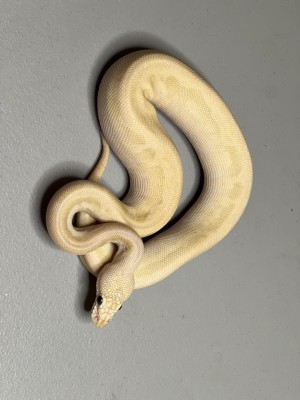 animal image