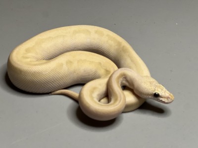 animal image