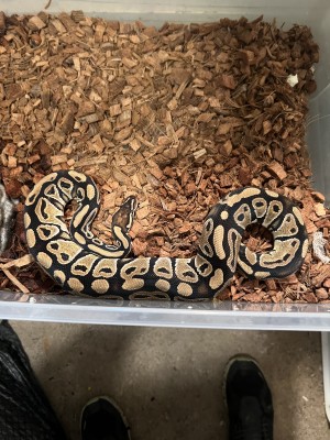animal image