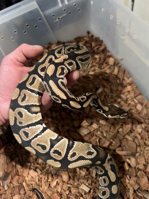 animal image