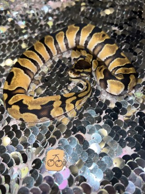 animal image