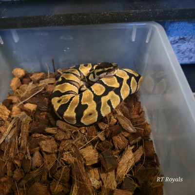 animal image
