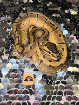 animal image
