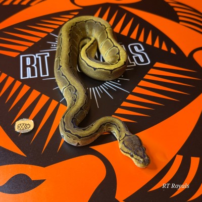 animal image