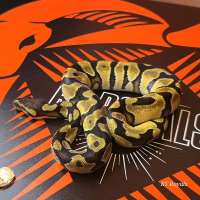 animal image