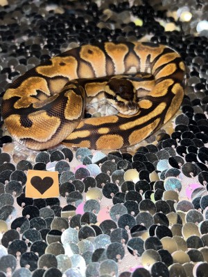 animal image