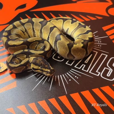 animal image