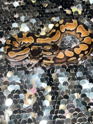 animal image