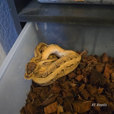 animal image