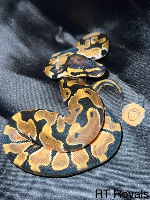 animal image