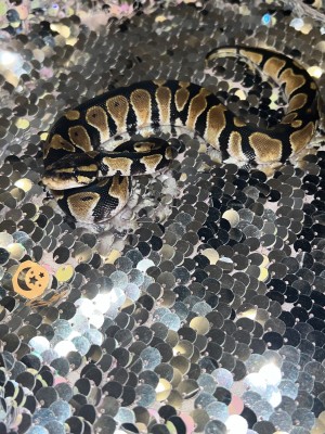 animal image