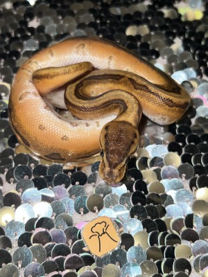 animal image