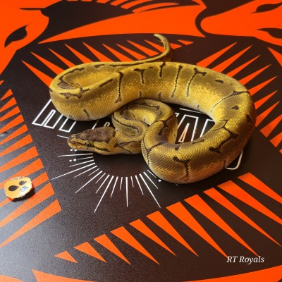 animal image
