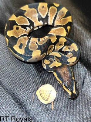 animal image