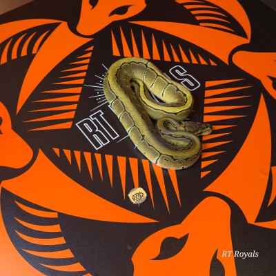 animal image