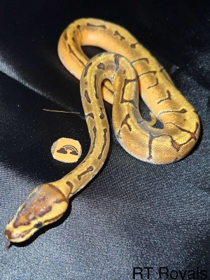 animal image