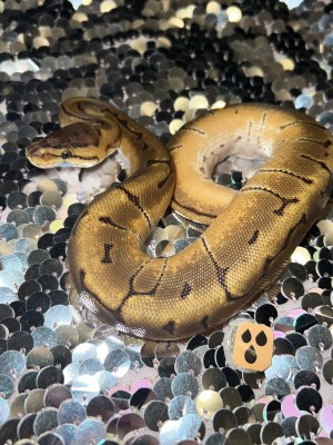 animal image