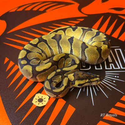 animal image