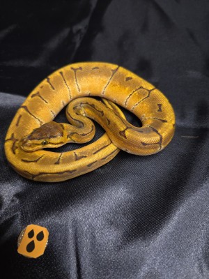 animal image