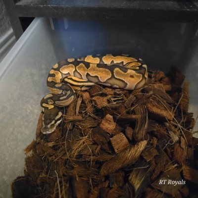 animal image