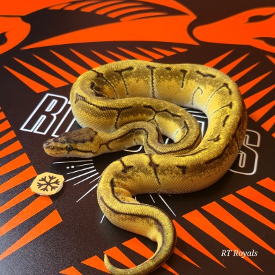 animal image