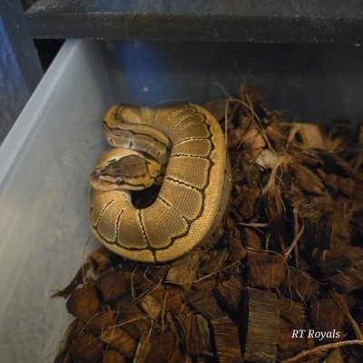 animal image