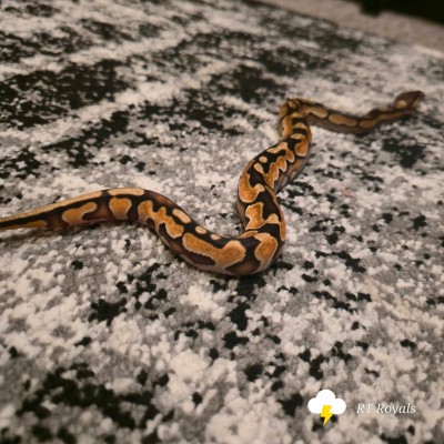 animal image