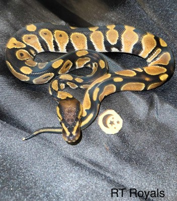 animal image