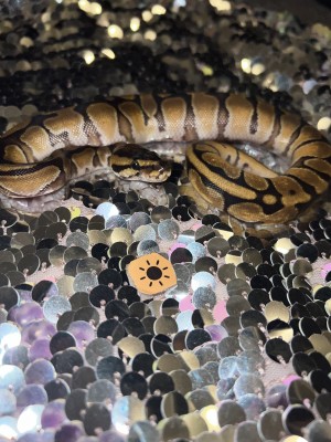 animal image