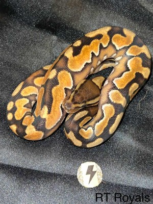 animal image