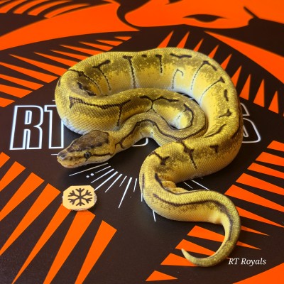 animal image