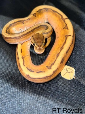 animal image