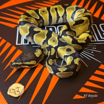 animal image
