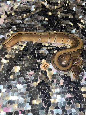 animal image