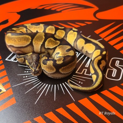 animal image