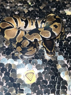 animal image