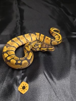 animal image