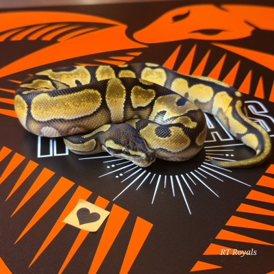 animal image