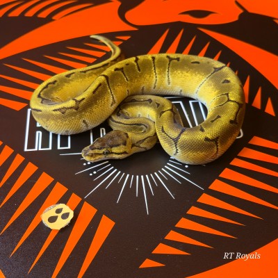 animal image