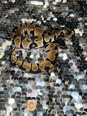 animal image