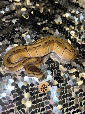 animal image