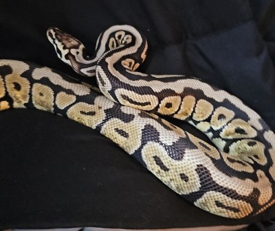 animal image