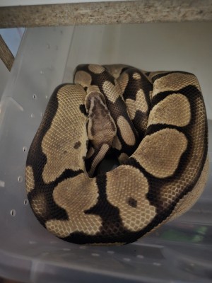animal image